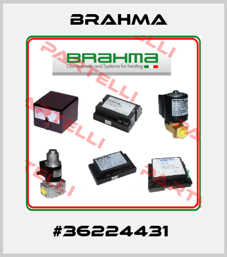 #36224431  Brahma